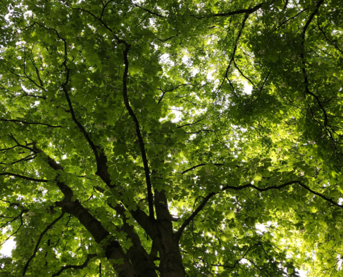 Elke Grober Coaching und Training – Natur